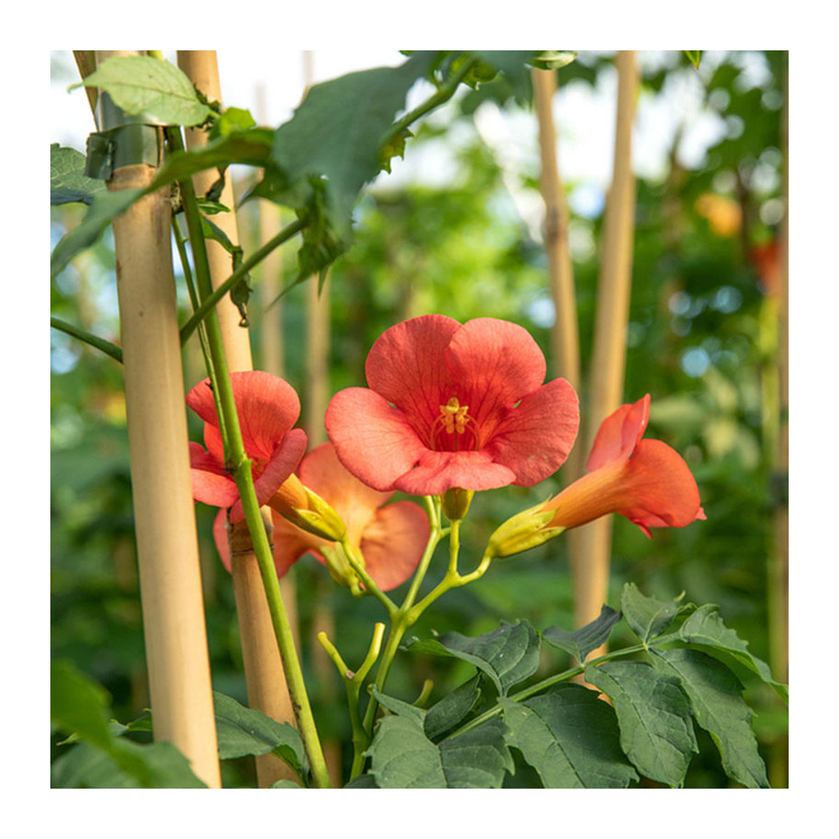 Klettertrompete Strombuli von Mein schöner Garten Shop in Bunt - Bild 1