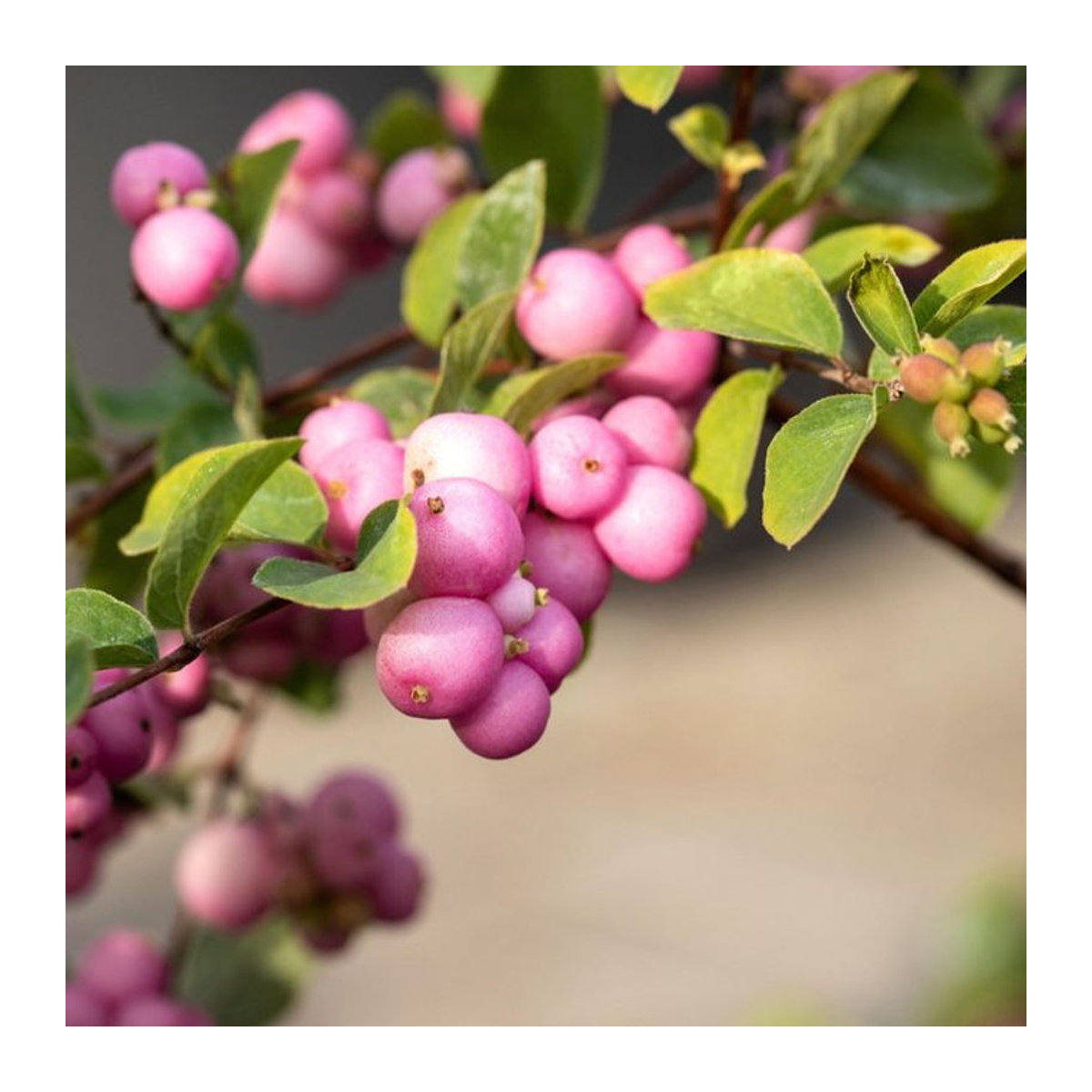 Knallerbsenstrauch Amethyst rosa - Bild 1