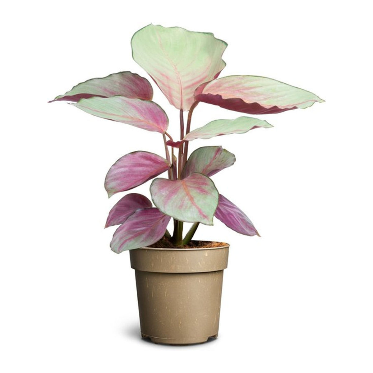 Korbmarante Silver Plate Calathea loeseneri als Topfpflanze in Silber und Grün - Bild 1