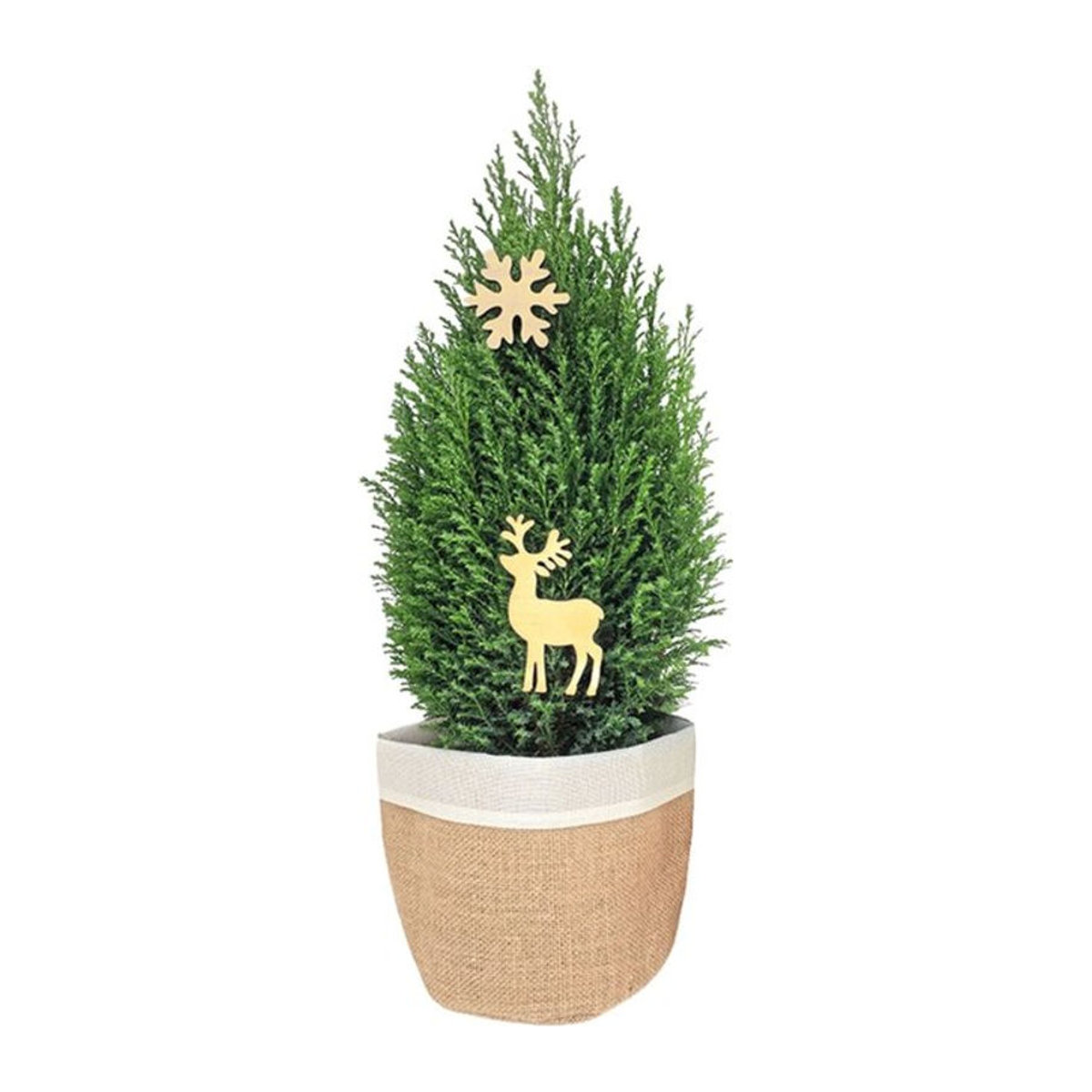 Künstliche Minizypresse in Beige von Mein schöner Garten Shop als dekorative Topfpflanze für Weihnachten und Advent - Bild 1