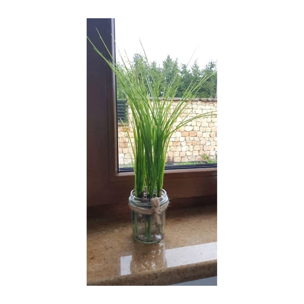 Künstliches Zwiebelgras Bündel von Kmitang in Grün aus Kunststoff für Garten und Wohnkultur, Höhe: 45 cm - Bild 4