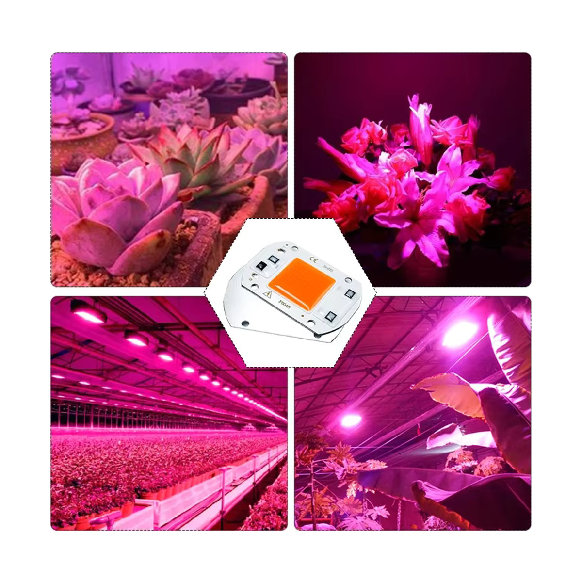 LATTUSO COB LED Pflanzenlampe Vollspektrum Phyto Lampe für Zimmerpflanzen und Sämlinge 10W-50W - Bild 3
