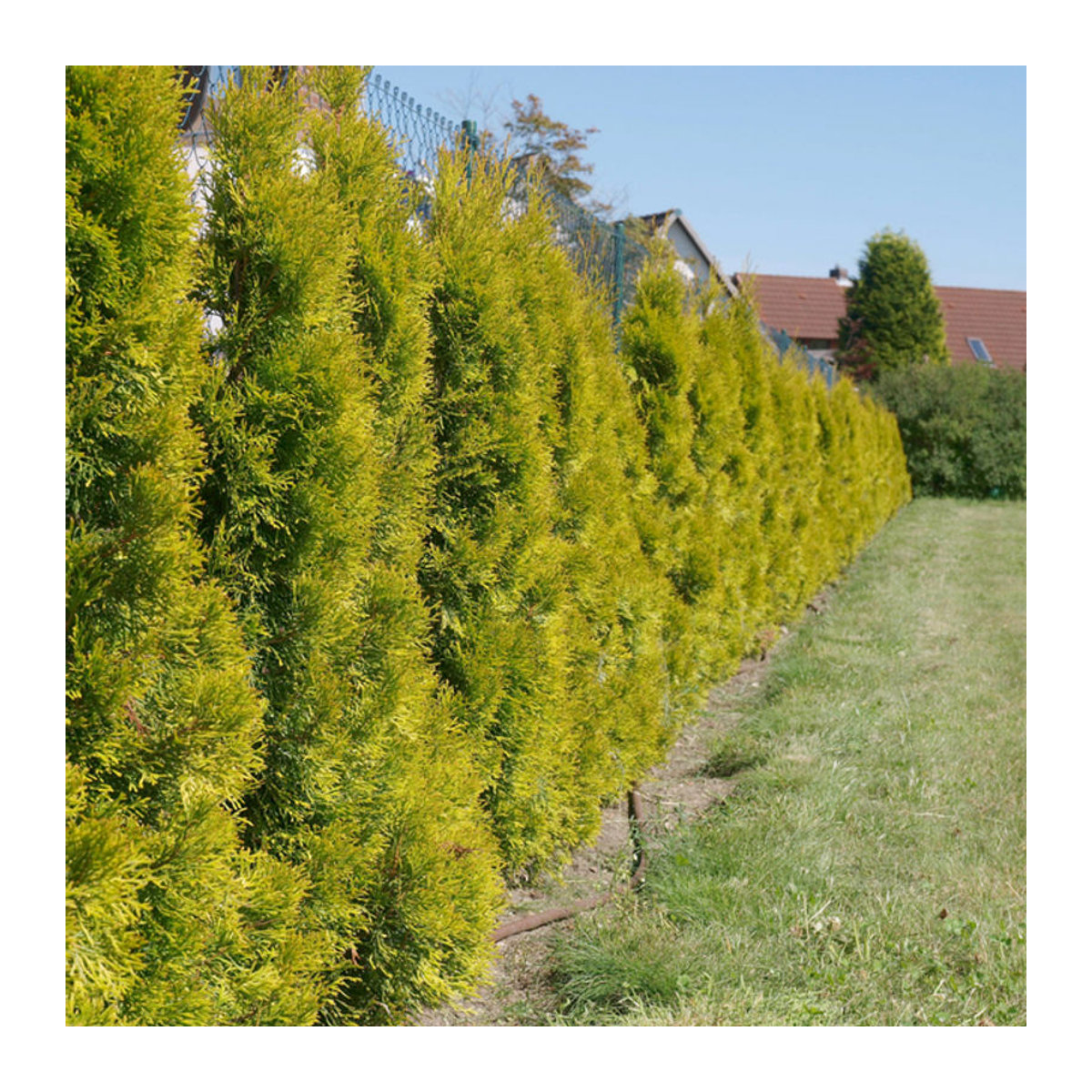 Lebensbaum Golden Smaragd® - Bild 1