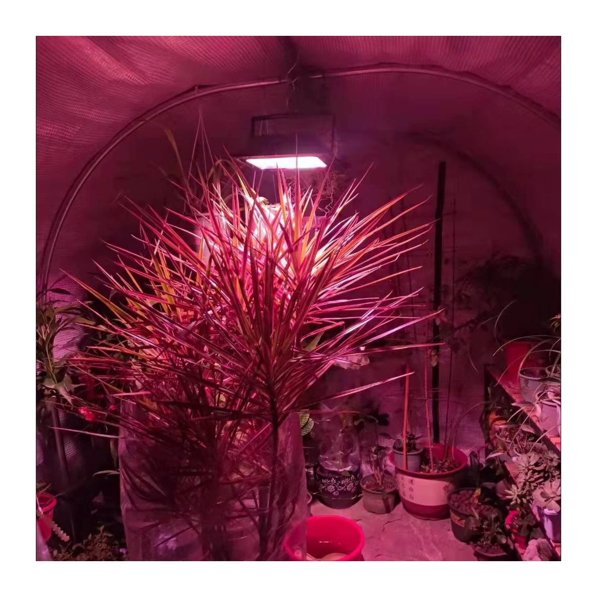 ledcbet Vollspektrum Solar LED Pflanzenlampe mit Fernbedienung, wasserdichte Phytolampe für Indoor Hydroponik und Gewächshaus - Bild 5
