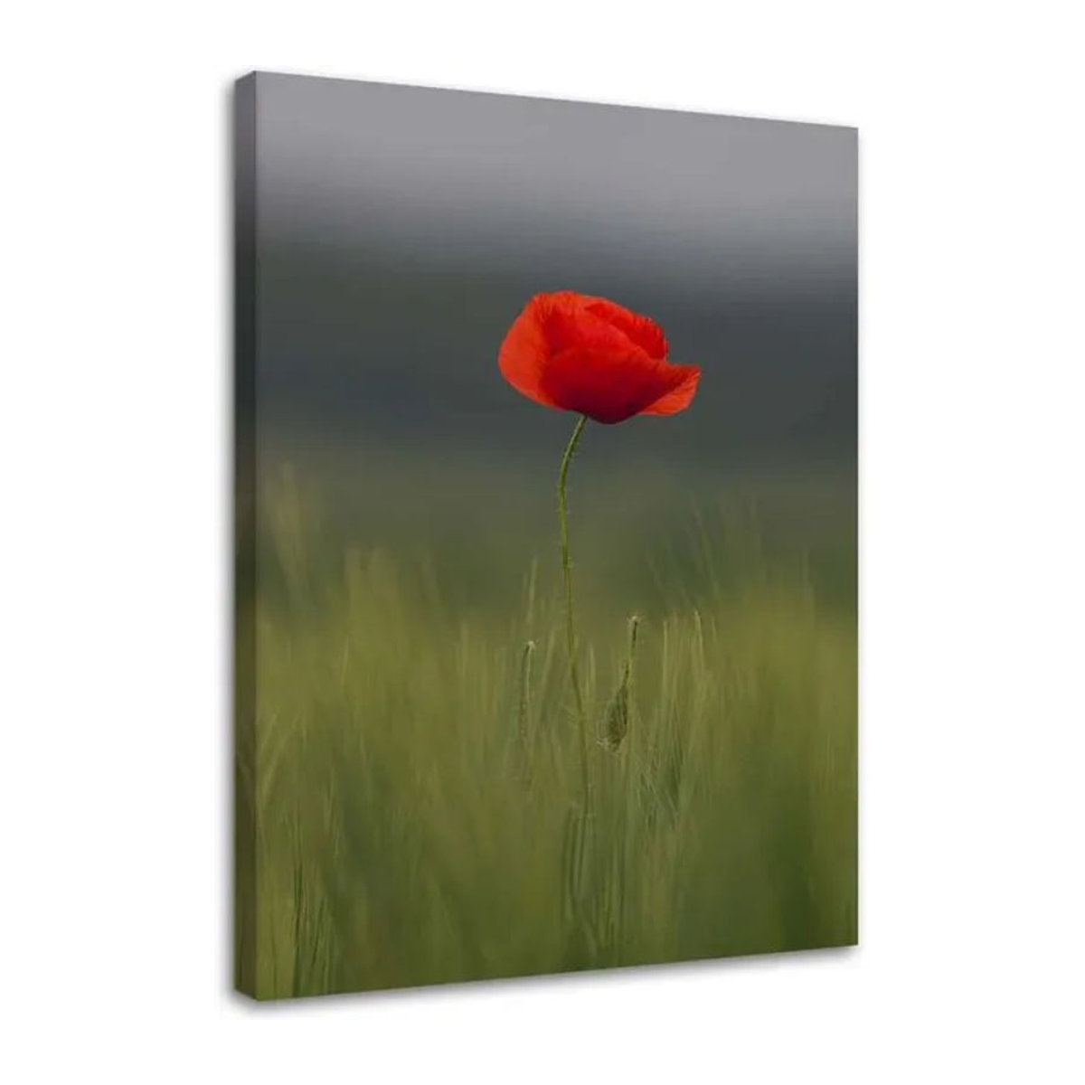 Leinwandbild Feeby Mohn auf einem Feld, modernes florales Motiv in Querformat, mehrfarbig, B: 60 cm, H: 40 cm - Bild 1