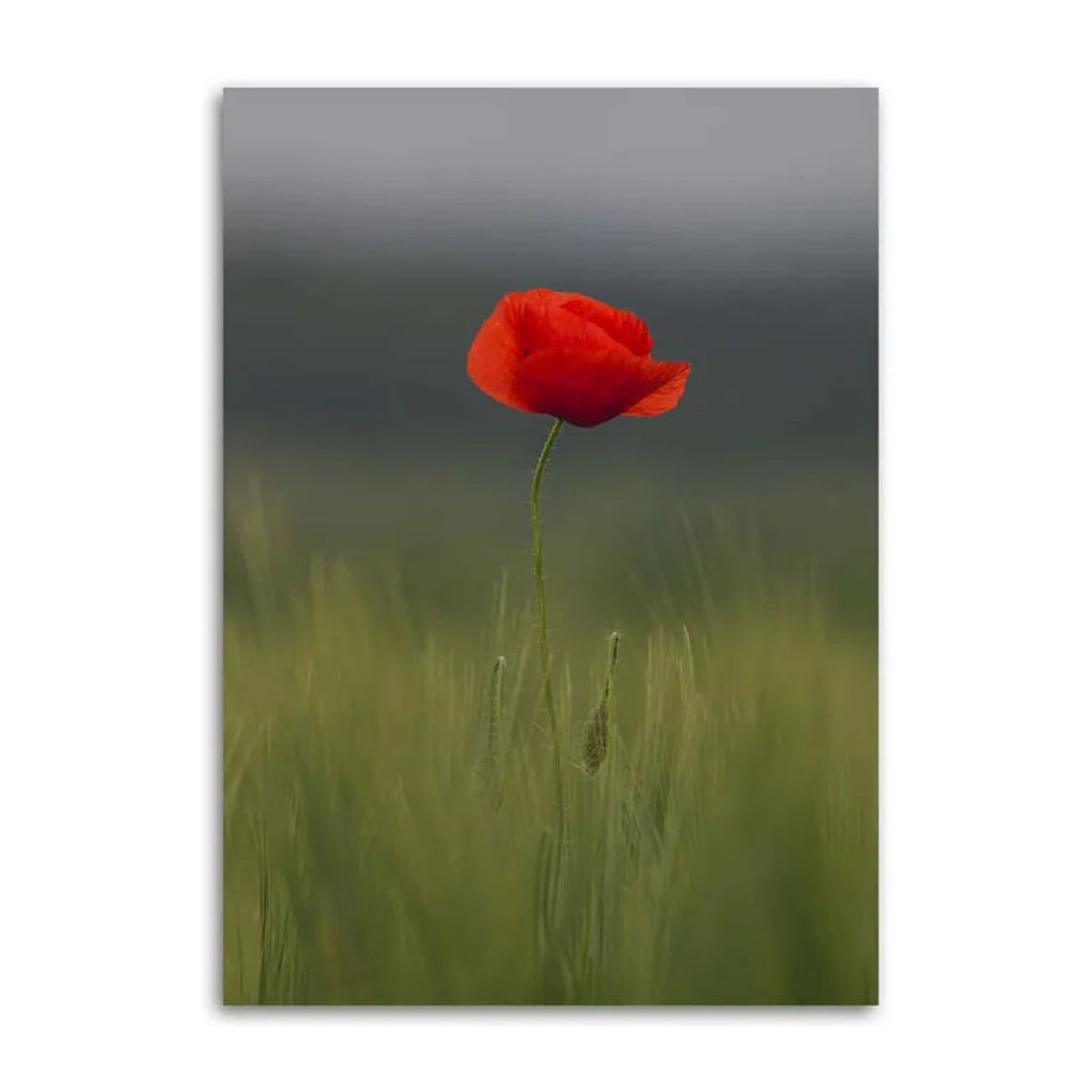 Leinwandbild Feeby Mohn auf einem Feld, modernes florales Motiv in Querformat, mehrfarbig, B: 60 cm, H: 40 cm - Bild 2