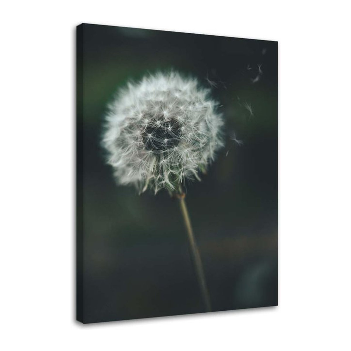 Leinwandbild Löwenzahn von Feeby in Grün, B: 40 cm, H: 60 cm - Bild 1