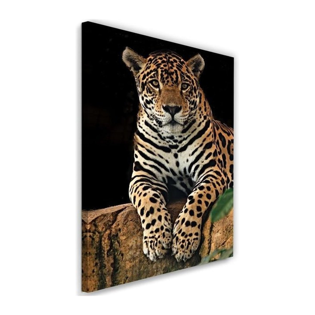 Leinwanddruck Feeby Leopard Natur Motiv B: 40 cm, H: 60 cm - Bild 1