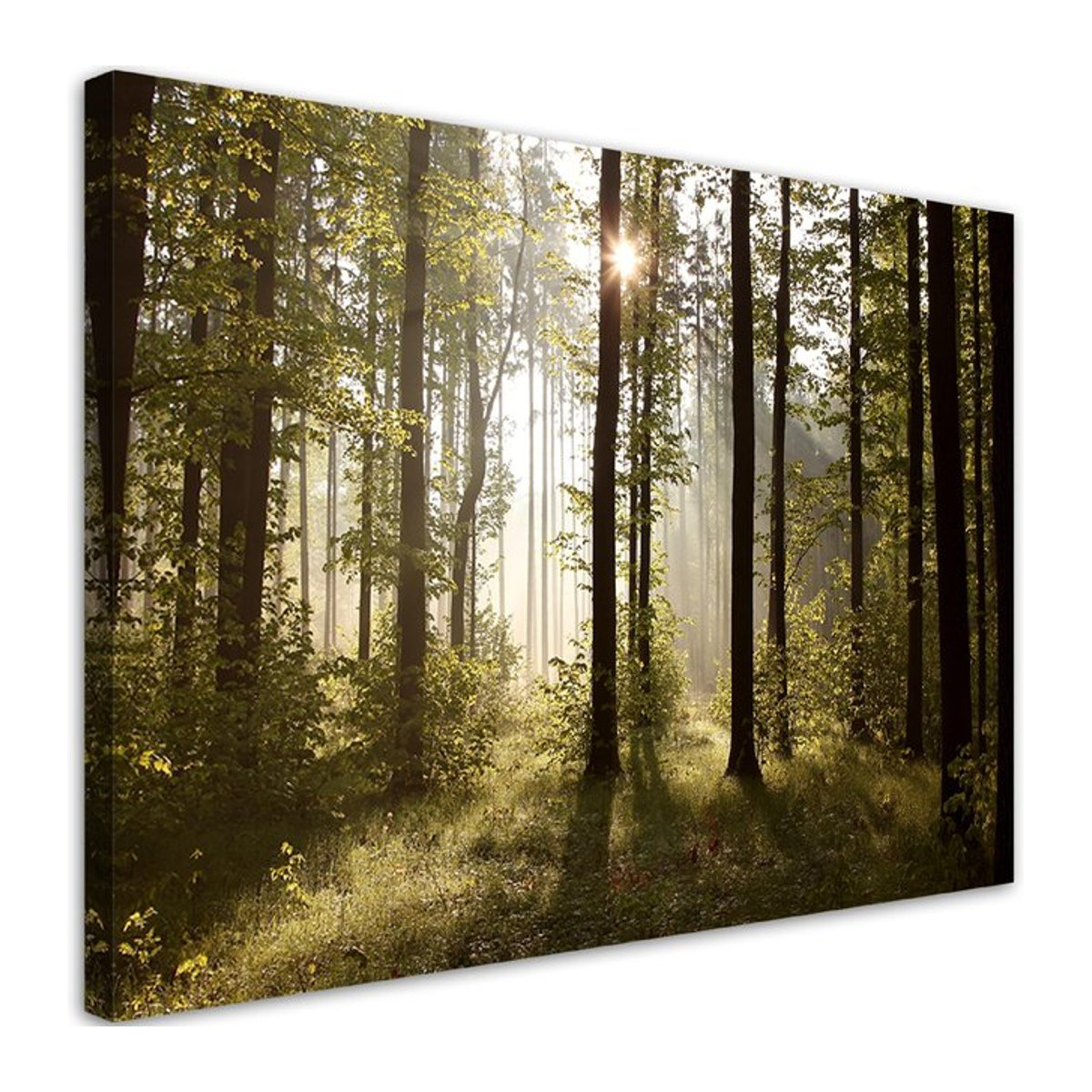 Leinwanddruck Feeby Morgen im Wald in Grün, B/H: 60 x 40 cm - Bild 1