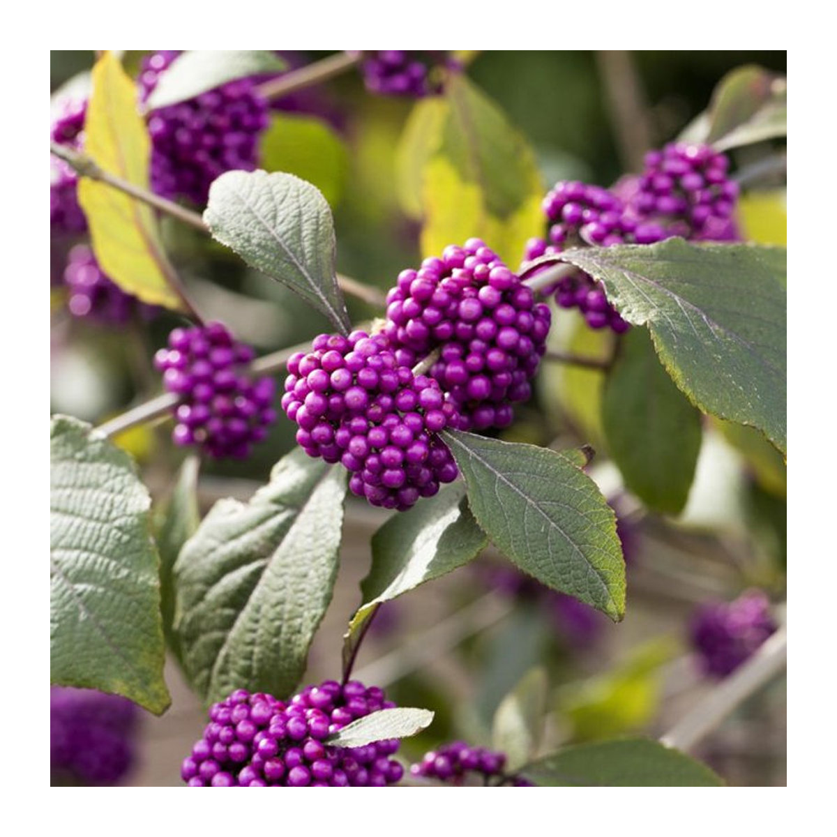 Liebesperlenstrauch Profusion in Violett von Mein schöner Garten Shop - Bild 1