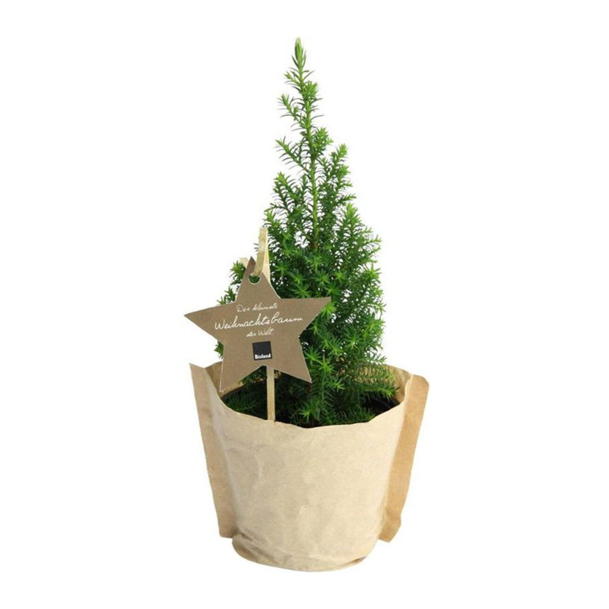 Living Bio Weihnachtsbäumchen Zypresse in Grün als Topfpflanze zur Weihnachtsdekoration - Bild 1