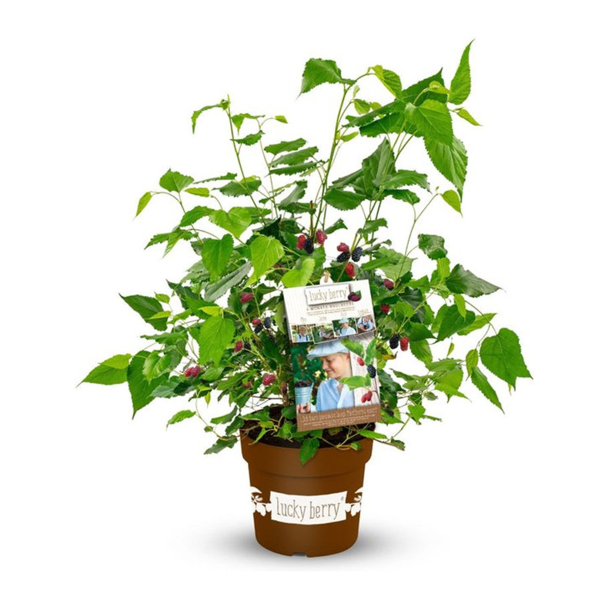 Maulbeere Lucky Berry in Weiß - Bild 1