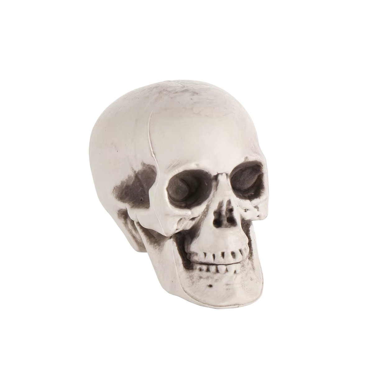 Menschlicher Schädel als Halloween-Deko in Weiß - Bild 5