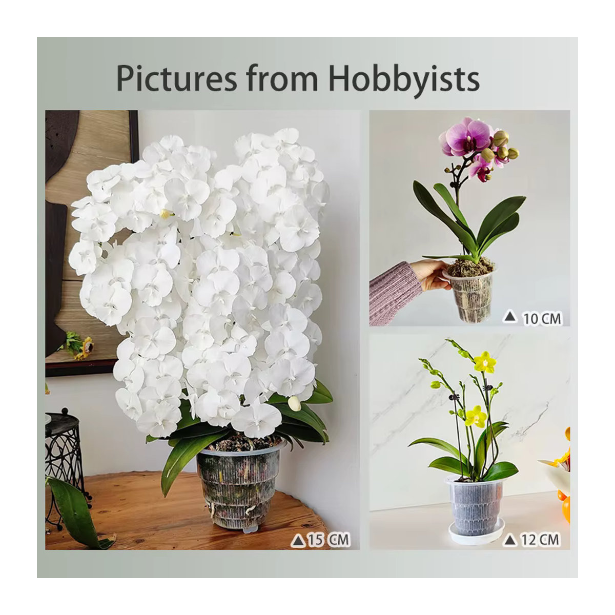 Meshpot Transparente Orchideentöpfe mit Untertassen zur Wurzelkontrolle für kleine Orchideen - Bild 5