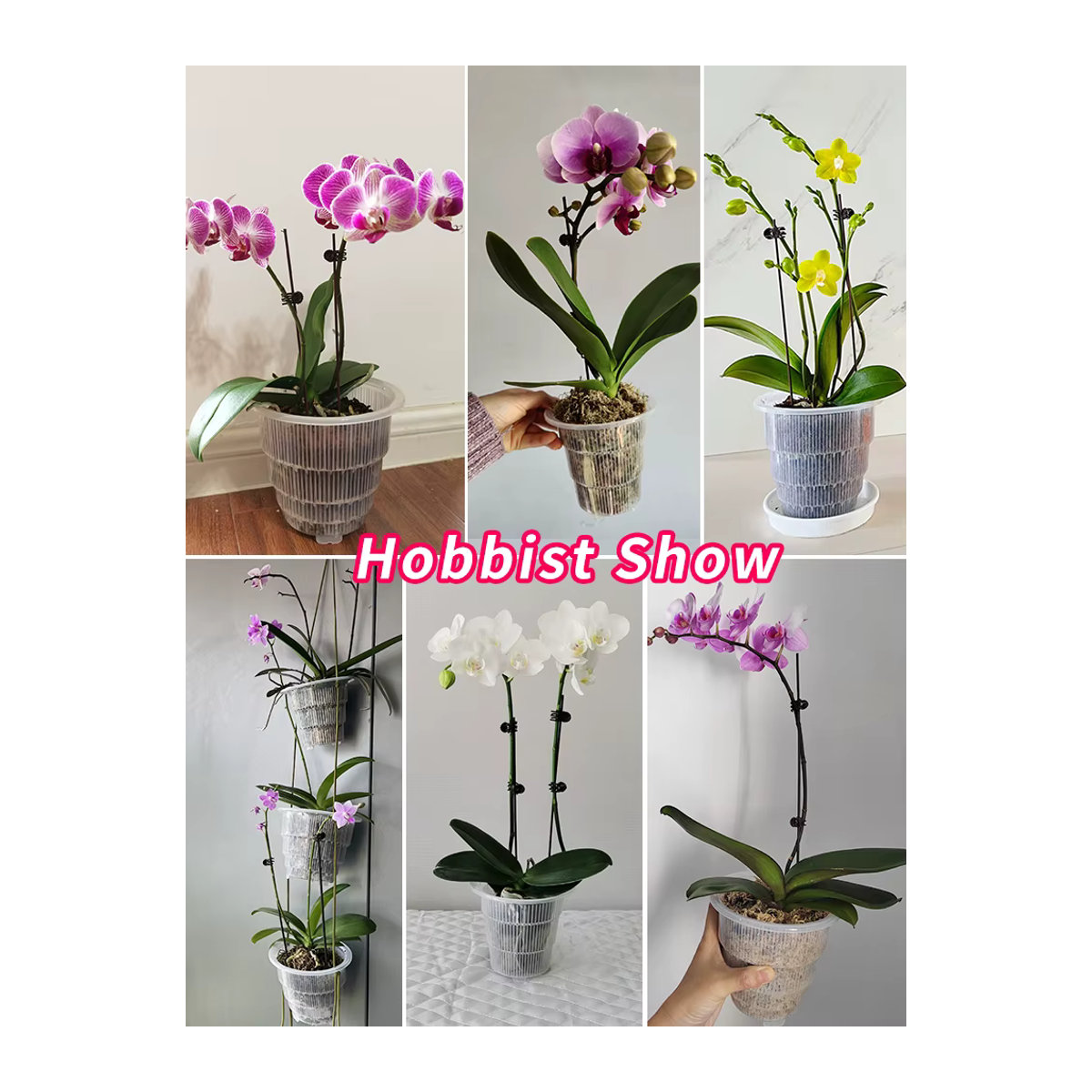 Meshpot Transparente Orchideentöpfe mit Untertassen zur Wurzelkontrolle für kleine Orchideen - Bild 6