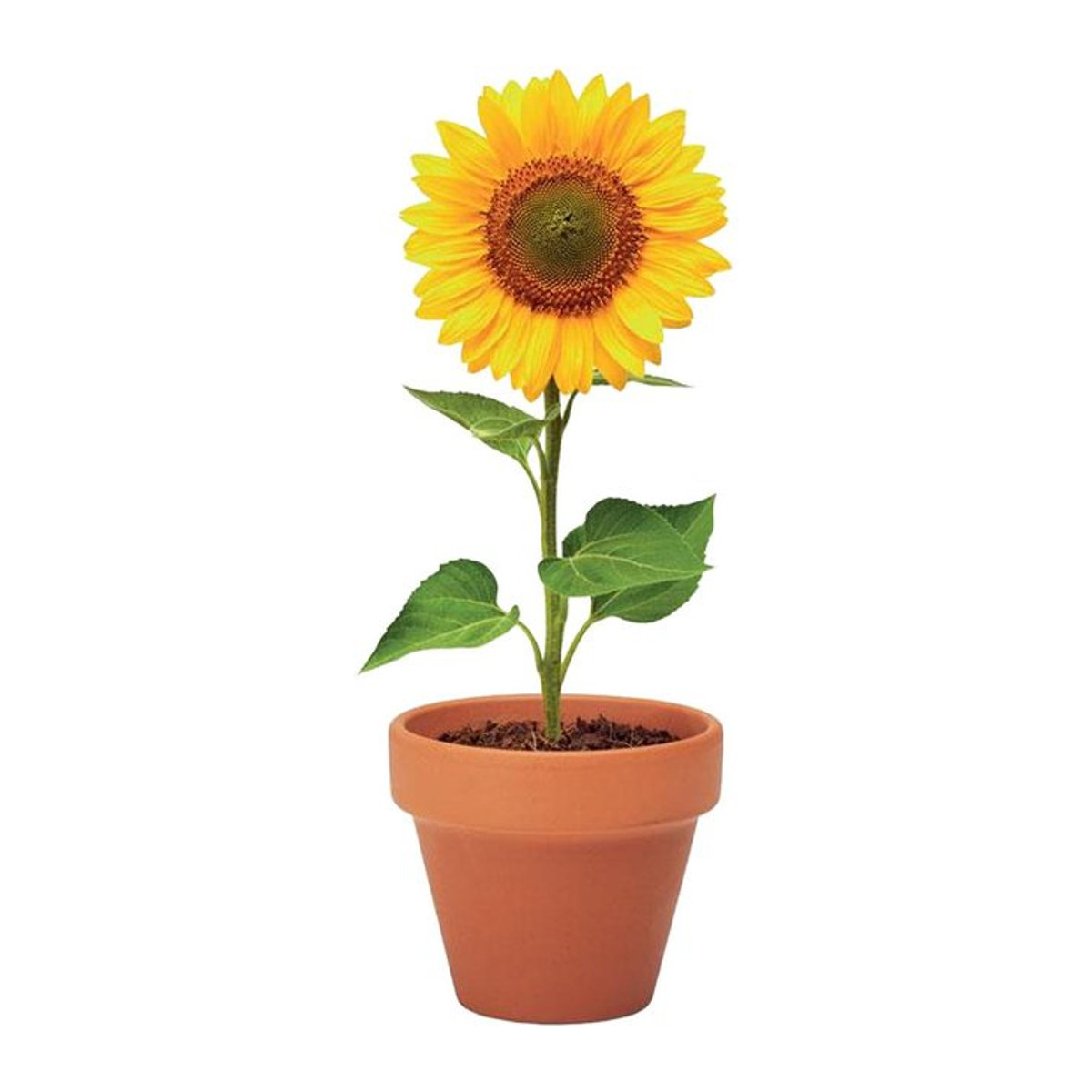 MidOcean Sonnenblume Terrakotta Samen Pflanztopf in Holz Braun, B/T/H: 5,5 x 5,0 x 6,0 cm - Bild 1