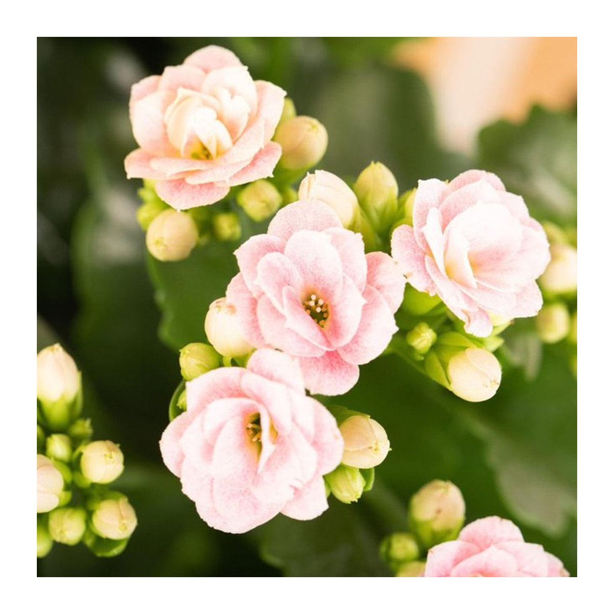 Mini-Flammendes Käthchen in Rosa als florale Weihnachtsdekoration - Bild 1