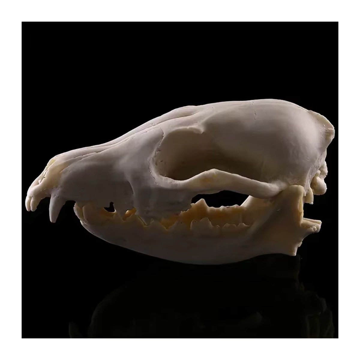 MINIDEAL Fuchsschädel-Modell aus Kunstharz als handgefertigte Tierschädel-Statue für Halloween und kreative Dekoration - Bild 2