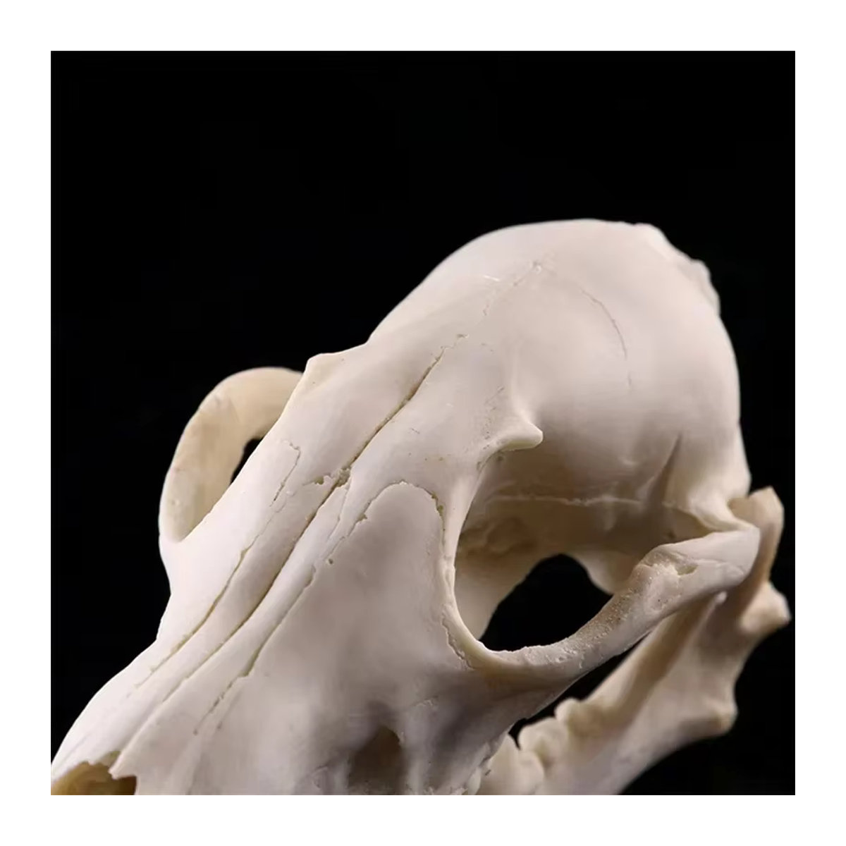 MINIDEAL Fuchsschädel-Modell aus Kunstharz als handgefertigte Tierschädel-Statue für Halloween und kreative Dekoration - Bild 3