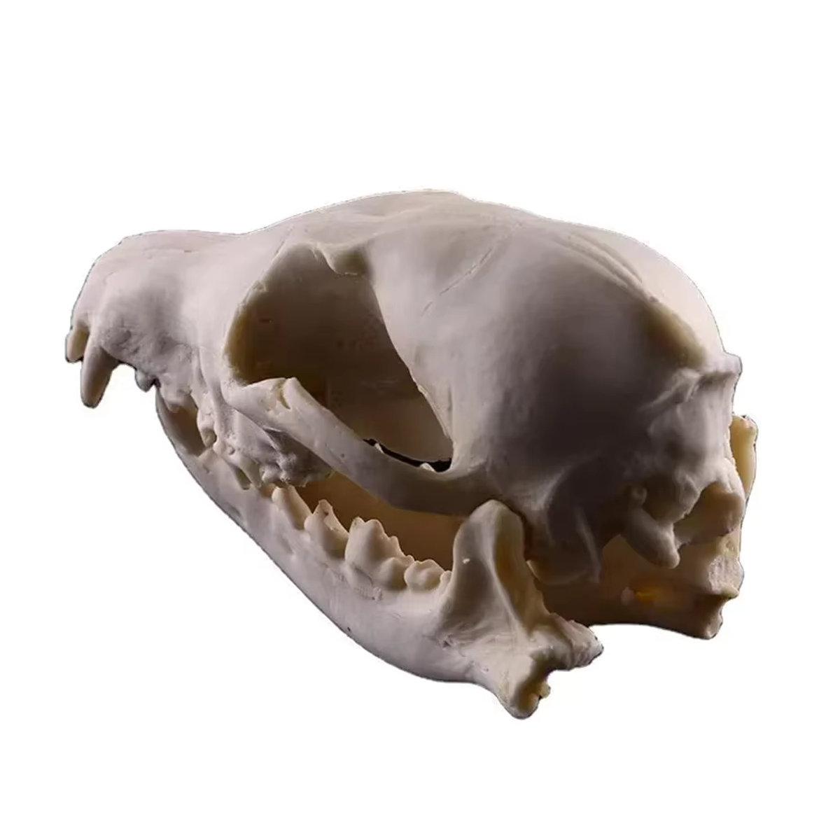 MINIDEAL Fuchsschädel-Modell aus Kunstharz als handgefertigte Tierschädel-Statue für Halloween und kreative Dekoration - Bild 4