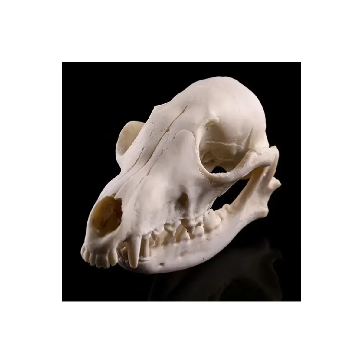 MINIDEAL Fuchsschädel-Modell aus Kunstharz als handgefertigte Tierschädel-Statue für Halloween und kreative Dekoration - Bild 5