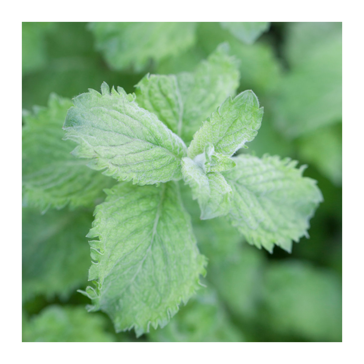 Mojito Minze von Mein schöner Garten Shop - Bild 1