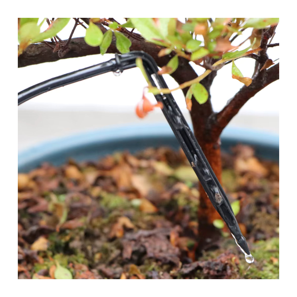 MUCIAKIE Bewässerungs-Set für Gewächshäuser mit Mini-Stake-System, Verteilungselbogen und Pfeil-Tropfern für 3/5mm Tropfbewässerung - Bild 4