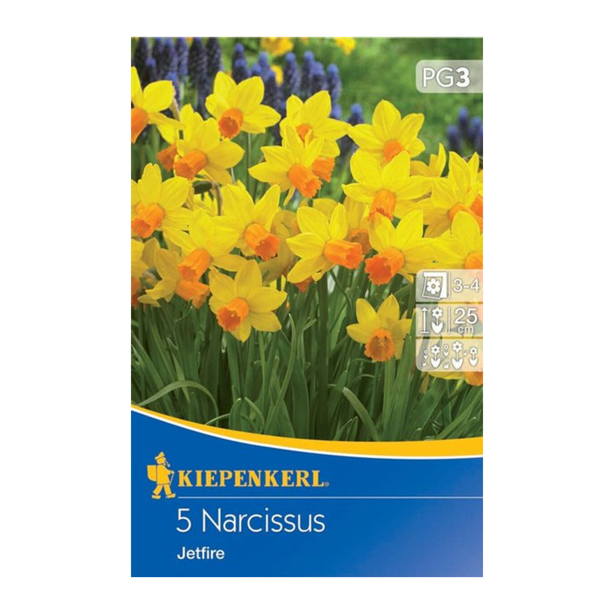 Narzisse Jetfire Bunte Frühlingsblumen 5 Zwiebeln von Mein schöner Garten Shop - Bild 1