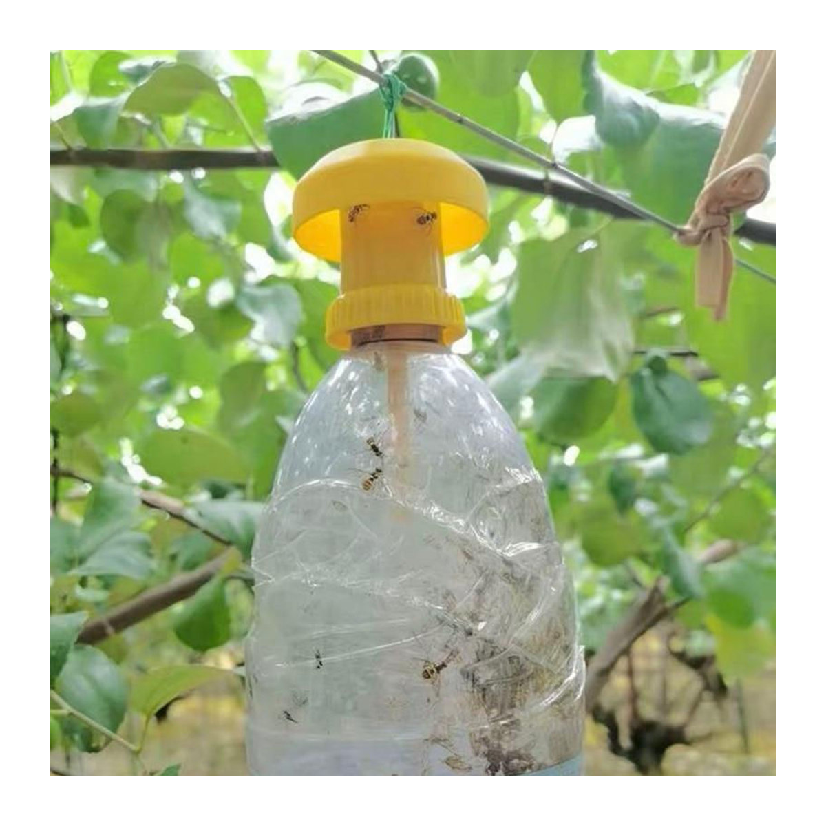 NATAWA Fruchtfliegenfalle aus Kunststoff in Gelb zur Schädlingsbekämpfung für den Obstgarten - Bild 3