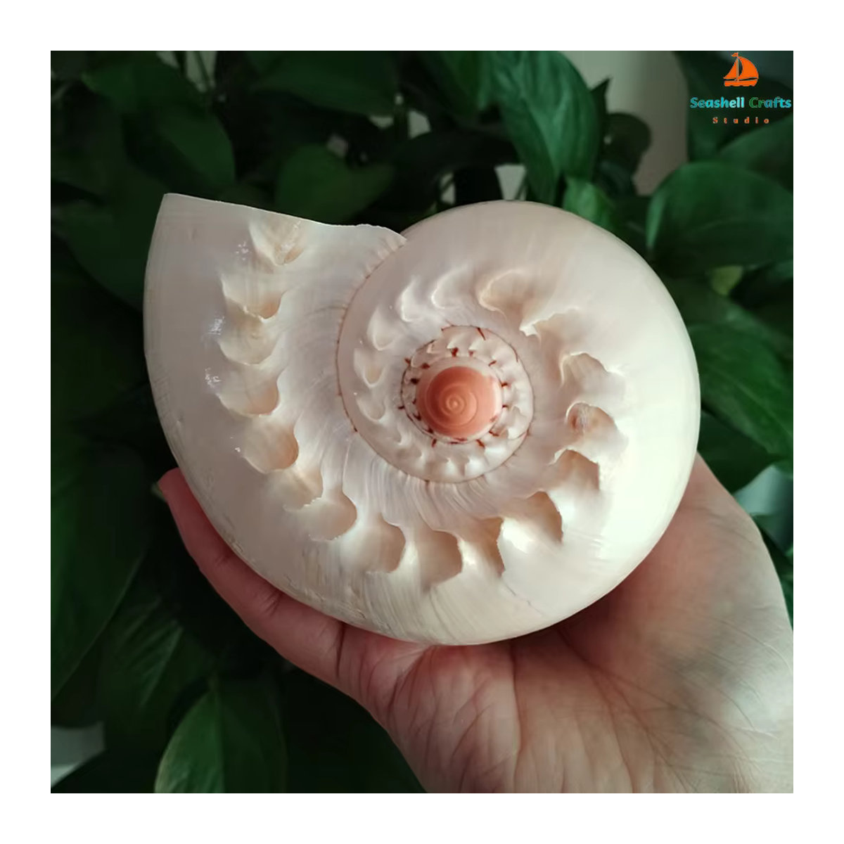 Natürliche Muschelschale von ORIGIFTS in Gelb und Creme als Dekoration für Aquarium oder Blumentopf, Durchmesser: 17-22 cm - Bild 2