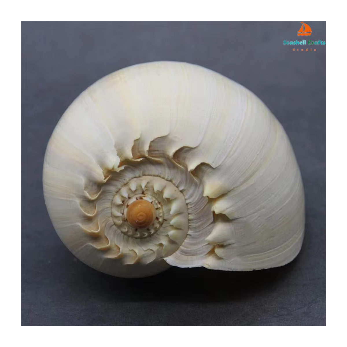 Natürliche Muschelschale von ORIGIFTS in Gelb und Creme als Dekoration für Aquarium oder Blumentopf, Durchmesser: 17-22 cm - Bild 3