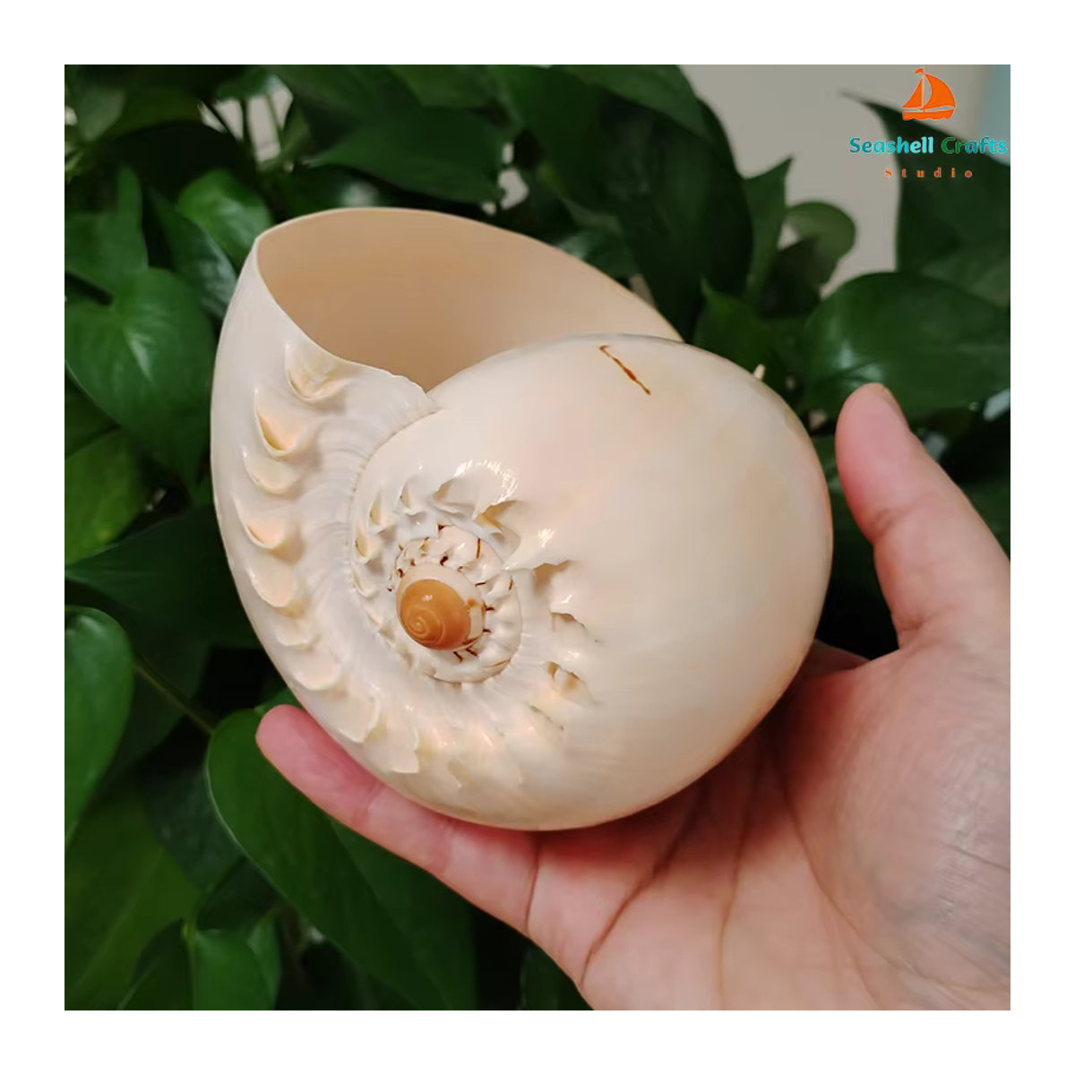 Natürliche Muschelschale von ORIGIFTS in Gelb und Creme als Dekoration für Aquarium oder Blumentopf, Durchmesser: 17-22 cm - Bild 4