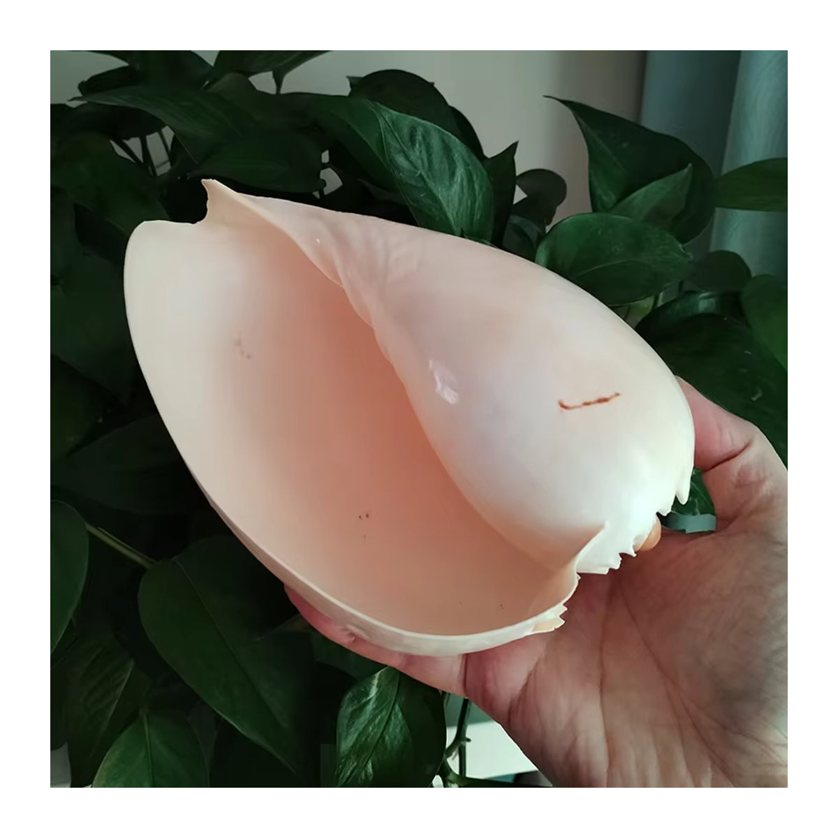 Natürliche Muschelschale von ORIGIFTS in Gelb und Creme als Dekoration für Aquarium oder Blumentopf, Durchmesser: 17-22 cm - Bild 5