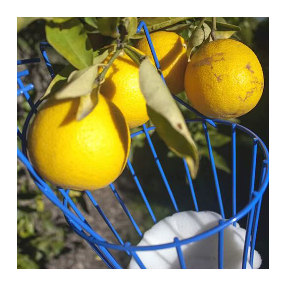 Obstpflücker mit tiefem Korb zur bequemen Ernte von Äpfeln und Pfirsichen für Garten und Bauernhof - Bild 3