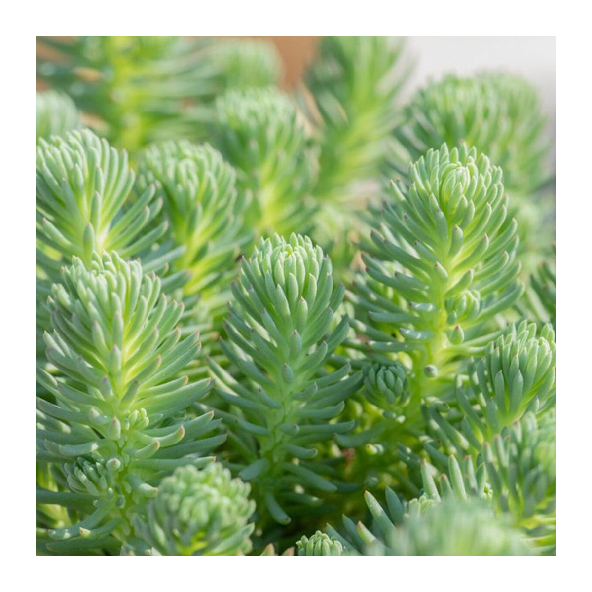 Ockergelbe Fetthenne Green Ball von Mein schöner Garten Shop - Bild 1