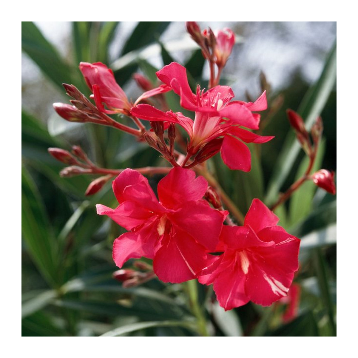 Oleander Busch in Rot von Mein schöner Garten Shop - Bild 1