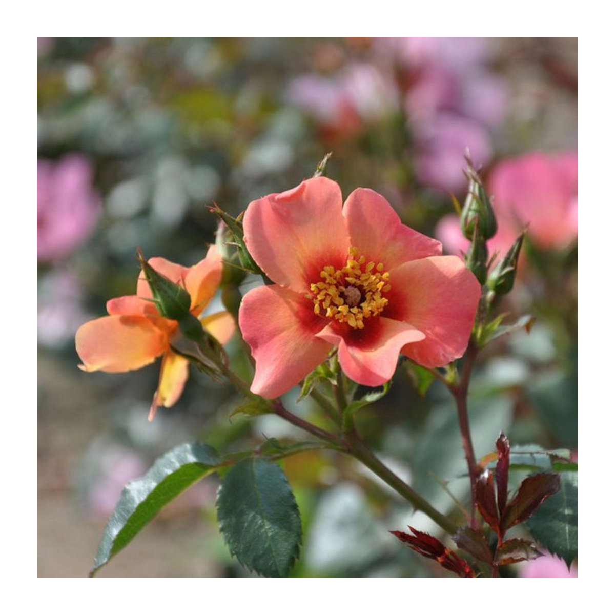 Persicarose For your eyes only rosa - Bild 1