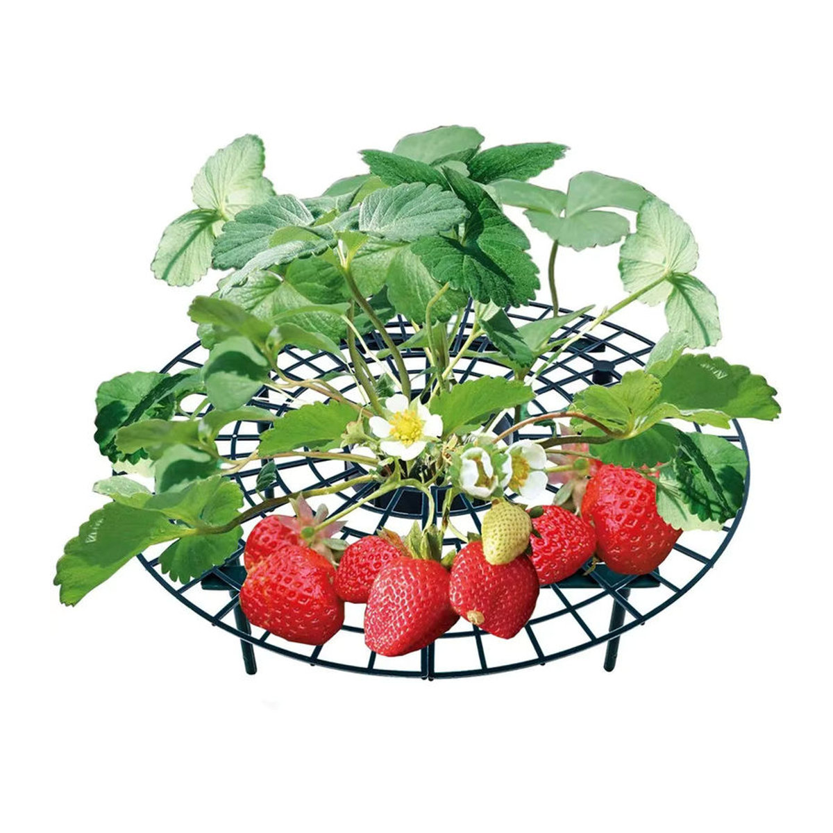 Pflanzenständer aus Metall von pengliu in Schwarz als Rahmenhalter und Kletterhilfe für Gartenpflanzen, Erdbeeren oder Reben - Bild 7