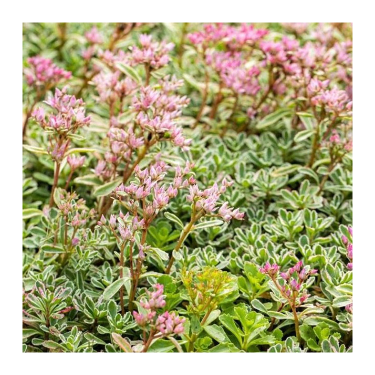 Prächtiges Fettblatt Variegatum in Rosa von Mein schöner Garten Shop - Bild 1
