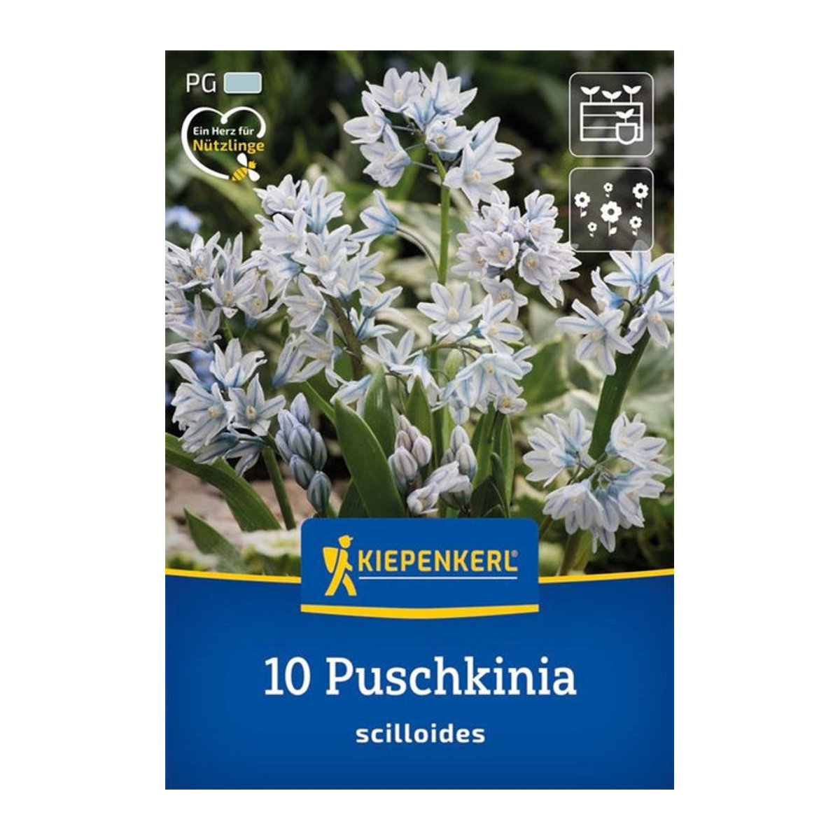 Puschkinie Zwiebelblumen in Blau, 10 Stück - Bild 1