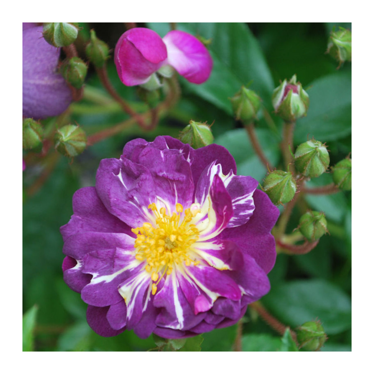 Ramblerrose Veilchenblau in Violett - Bild 1