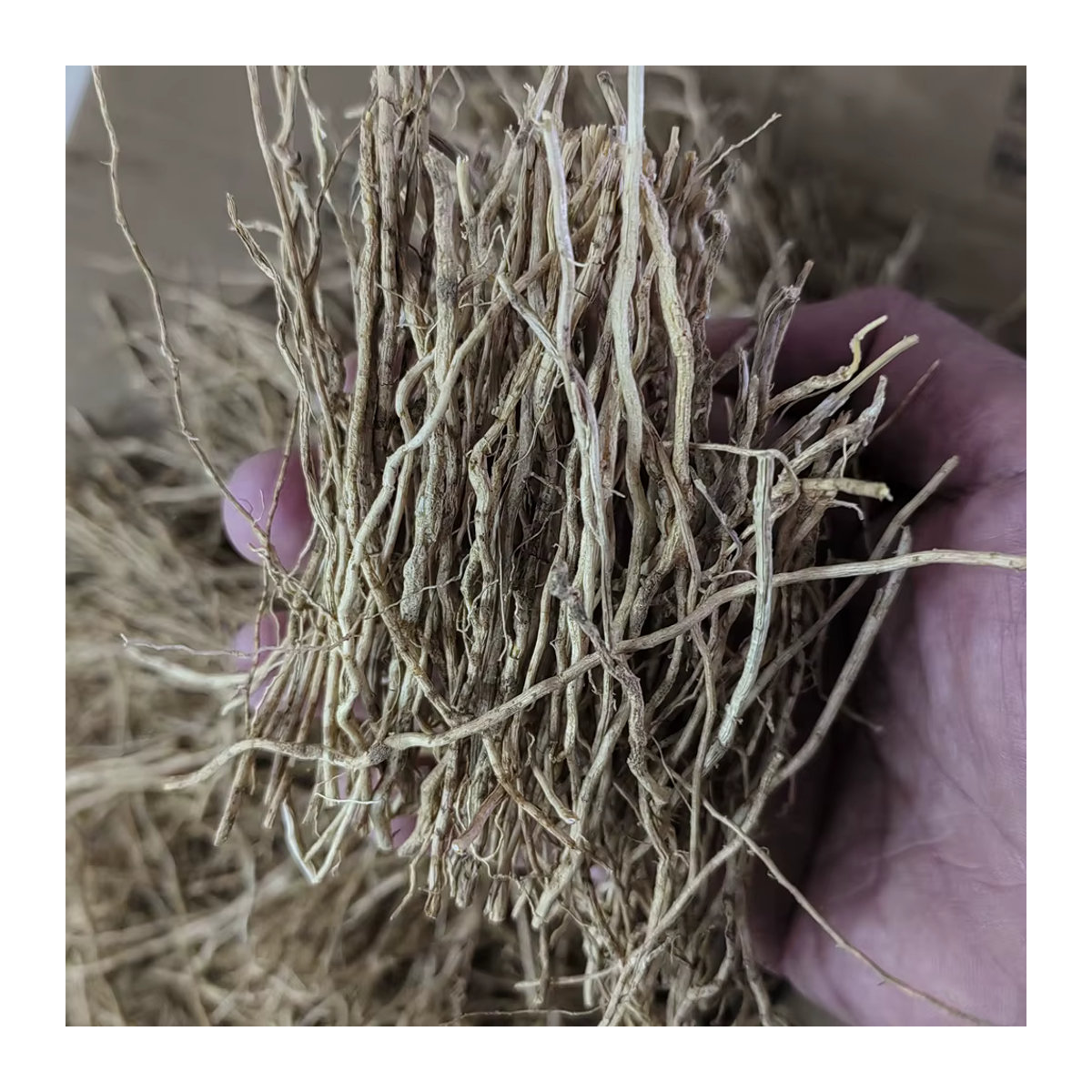 Rivercense Vetiver Räucherwerk aus getrocknetem Chrysopogon zizanioides Gras, 50 g, Braun - Bild 6