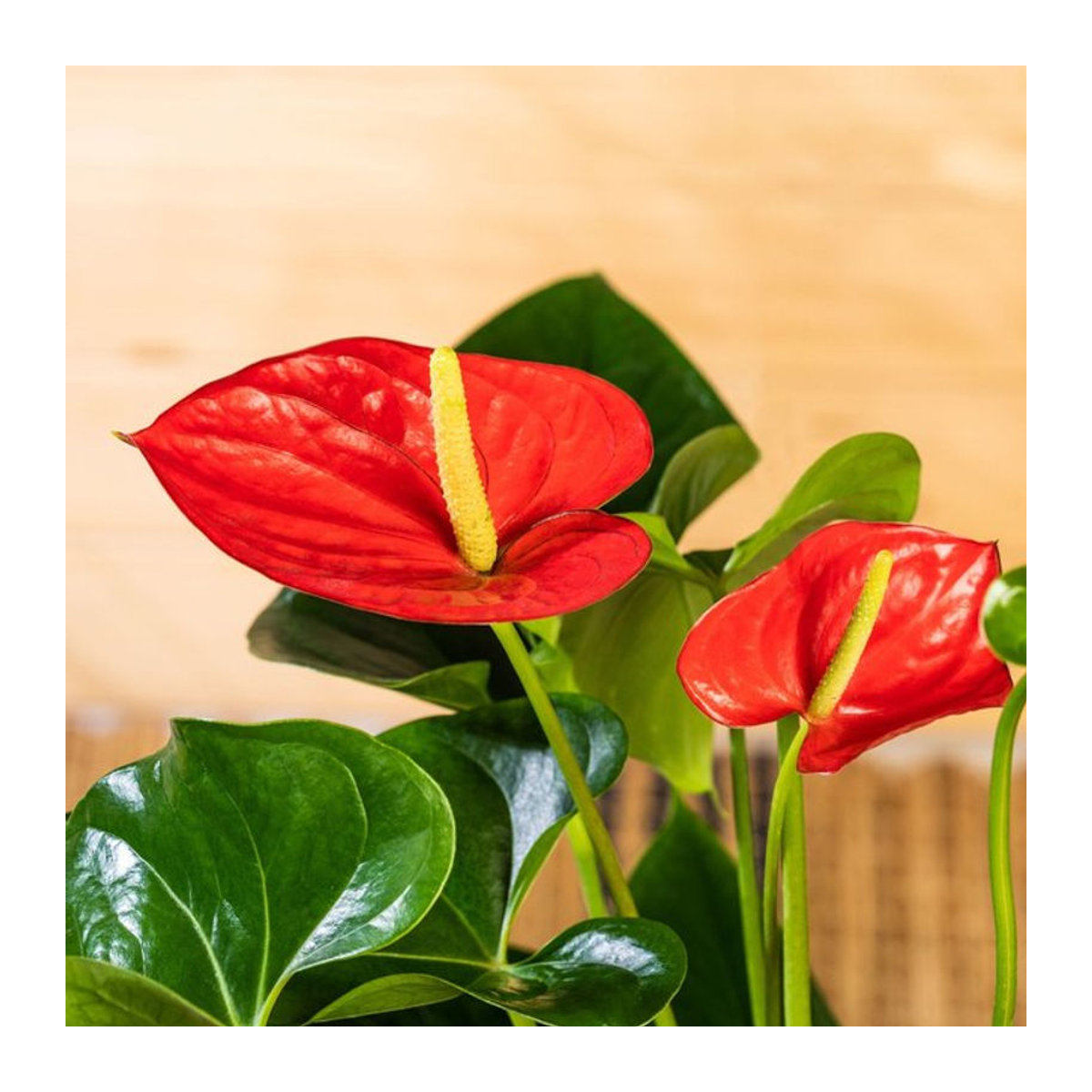 Rote Anthurie Flamingoblume als Topfpflanze von Mein schöner Garten Shop - Bild 1
