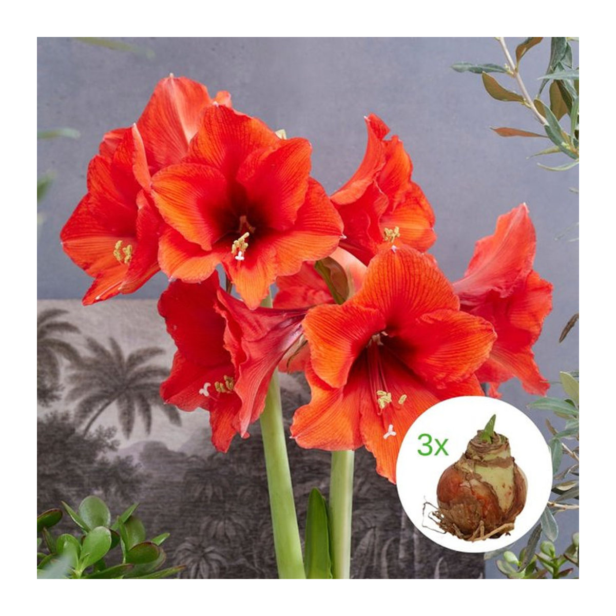 Roter Amaryllis-Mix XXL von Mein schöner Garten Shop mit 3 Zwiebeln - Bild 1