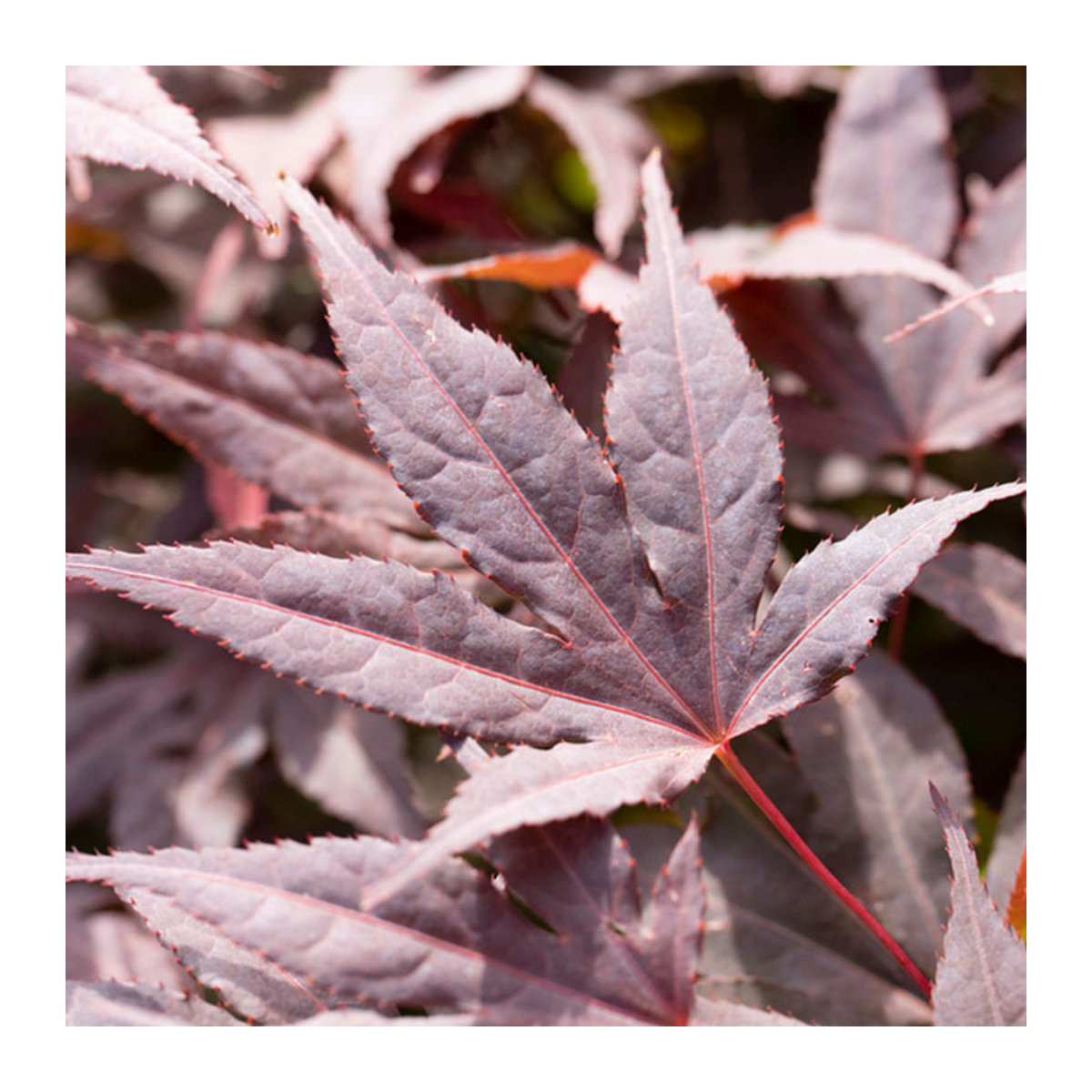 Roter Fächerahorn Atropurpureum in Rot von Mein schöner Garten Shop - Bild 1