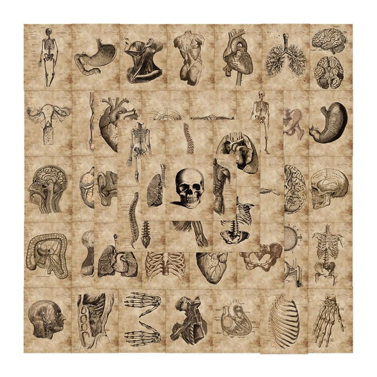 Rspctou Anatomie und Physiologie Aufkleber Set aus wasserfestem PVC mit Körperstrukturen und Skelett-Motiven in Mehrfarbig - Bild 1