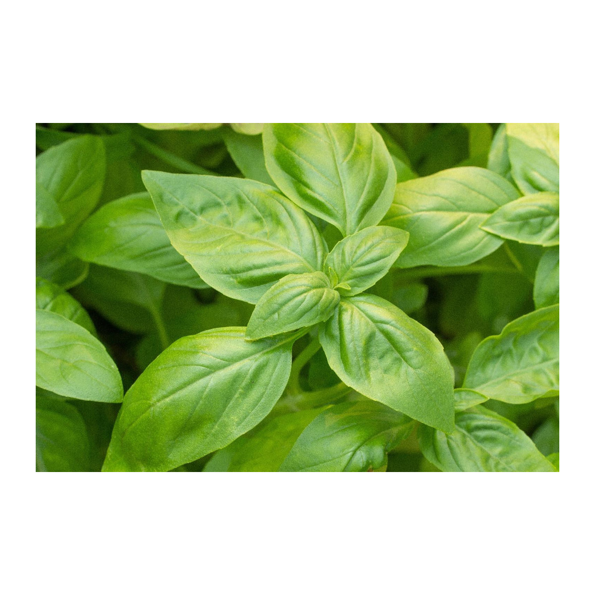 SAFLAX Bio Basilikum Genovese Ocimum basilicum mit 800 Samen und Topfsubstrat - Bild 3