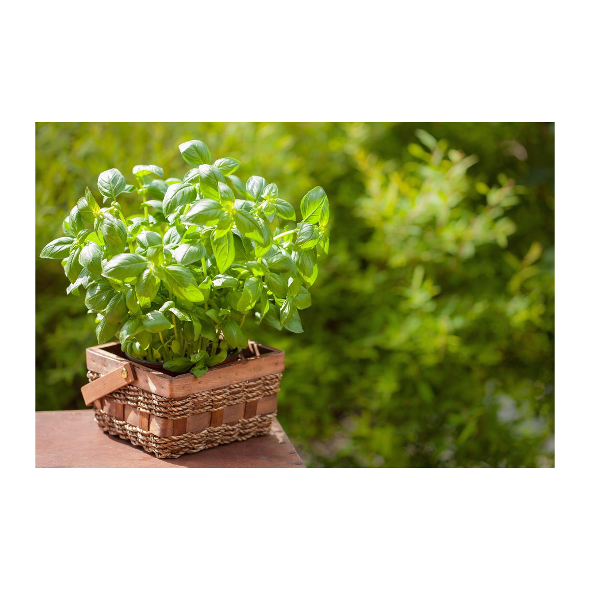 SAFLAX Bio Basilikum Genovese Ocimum basilicum mit 800 Samen und Topfsubstrat - Bild 4