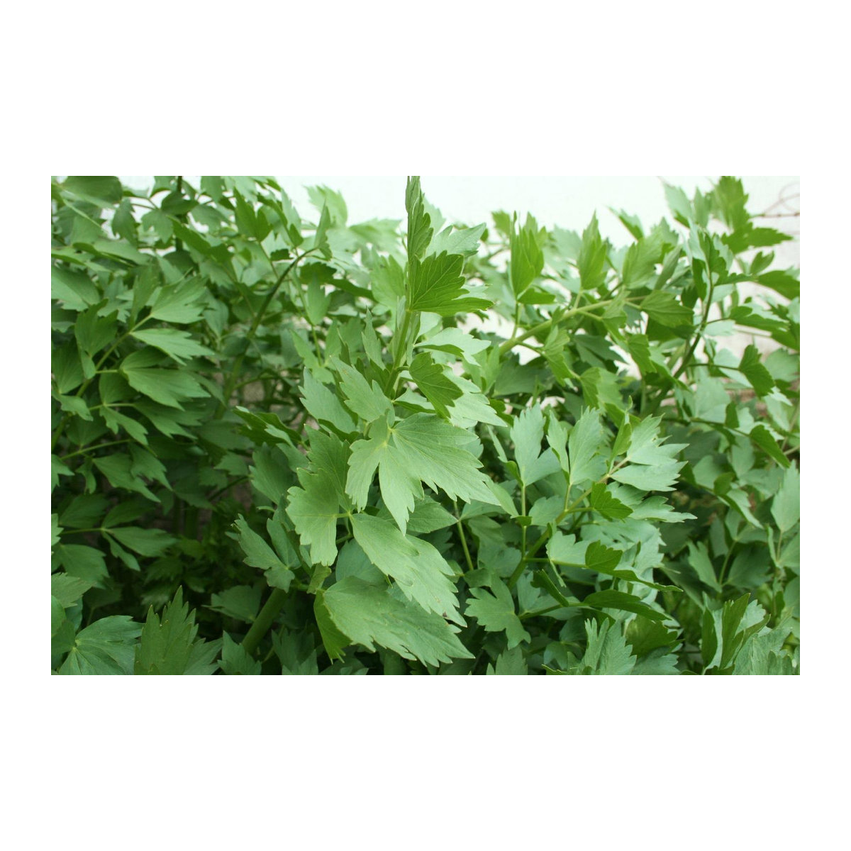 SAFLAX Bio Liebstöckel Geschenkset mit 100 Samen, Geschenkbox, Karte, Etikett und Topfsubstrat (Levisticum officinale) - Bild 4