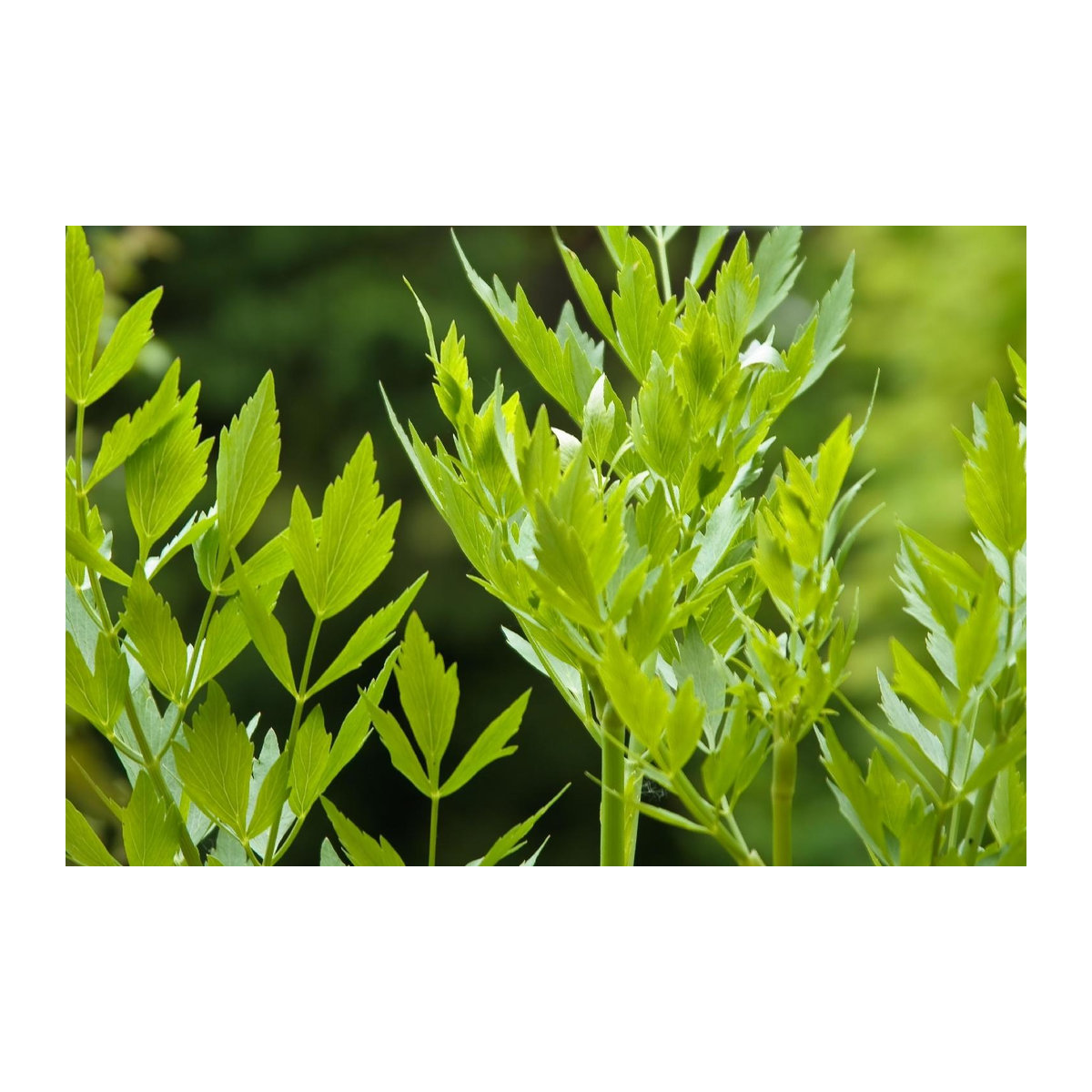 SAFLAX Bio Liebstöckel Geschenkset mit 100 Samen, Geschenkbox, Karte, Etikett und Topfsubstrat (Levisticum officinale) - Bild 5